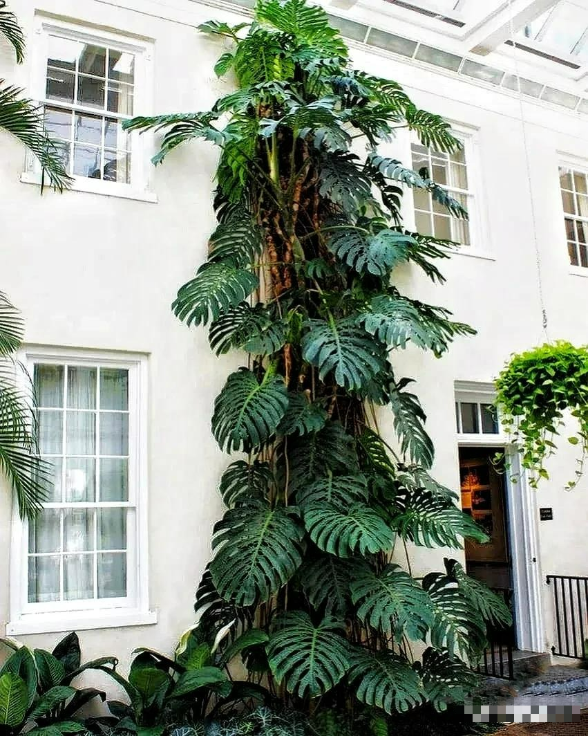 Kinh ngạc với "quái vật" leo lên mái nhà, trồng một cây cảnh mà sở hữu cả... góc rừng xanh - Ảnh 3.