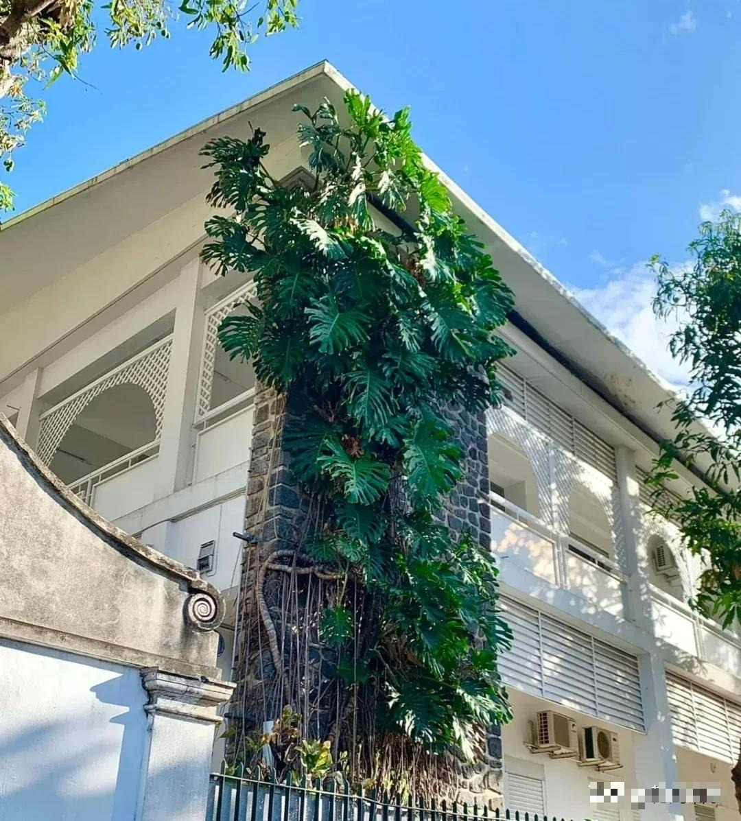 Kinh ngạc với "quái vật" leo lên mái nhà, trồng một cây cảnh mà sở hữu cả... góc rừng xanh - Ảnh 4.