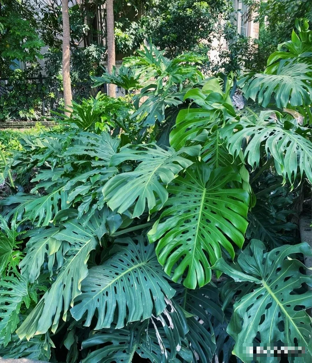 Kinh ngạc với "quái vật" leo lên mái nhà, trồng một cây cảnh mà sở hữu cả... góc rừng xanh - Ảnh 5.