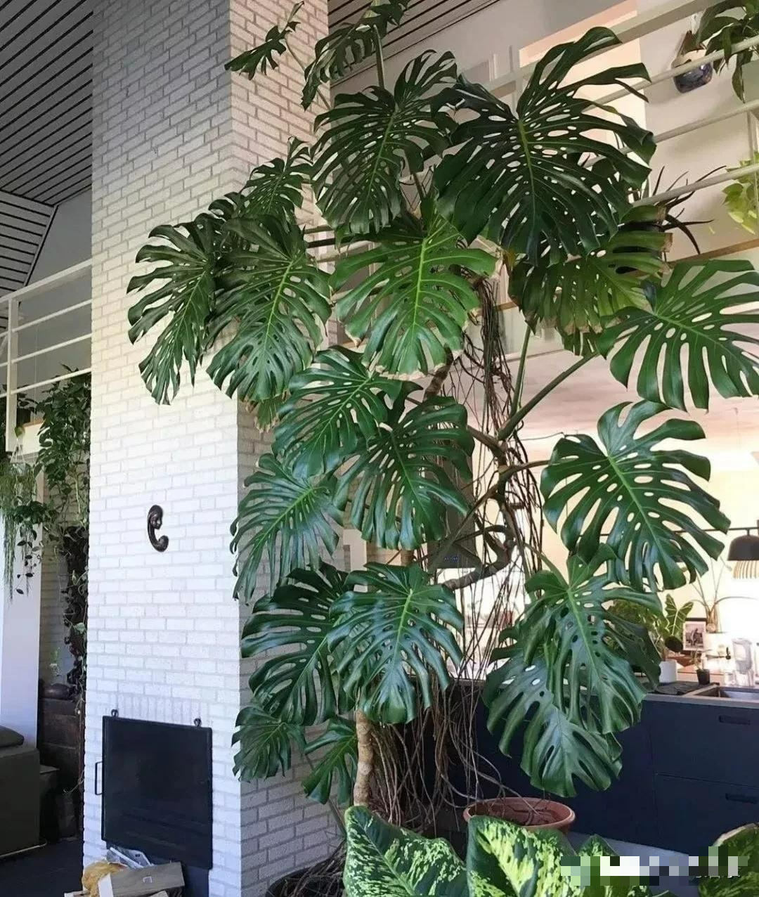 Kinh ngạc với "quái vật" leo lên mái nhà, trồng một cây cảnh mà sở hữu cả... góc rừng xanh - Ảnh 6.