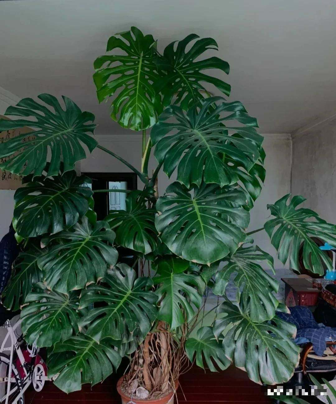 Kinh ngạc với "quái vật" leo lên mái nhà, trồng một cây cảnh mà sở hữu cả... góc rừng xanh - Ảnh 7.