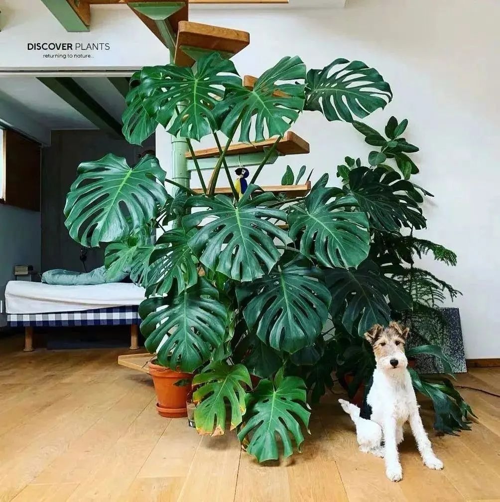 Kinh ngạc với "quái vật" leo lên mái nhà, trồng một cây cảnh mà sở hữu cả... góc rừng xanh - Ảnh 8.