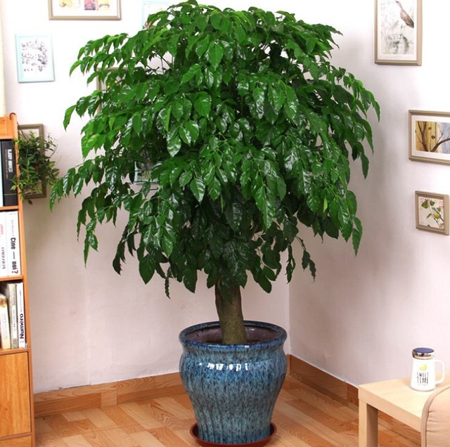 Người xưa nói: "Đặt 5 loại cây cảnh này trong nhà, gia đình hưng vượng, tài lộc dồi dào" - Ảnh 4.