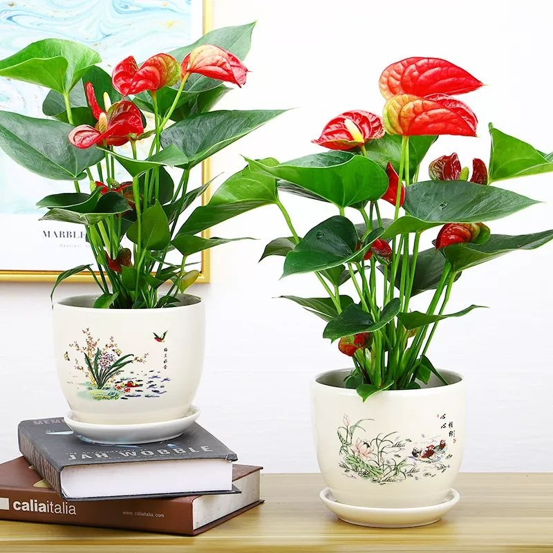 Người xưa nói: "Đặt 5 loại cây cảnh này trong nhà, gia đình hưng vượng, tài lộc dồi dào" - Ảnh 10.