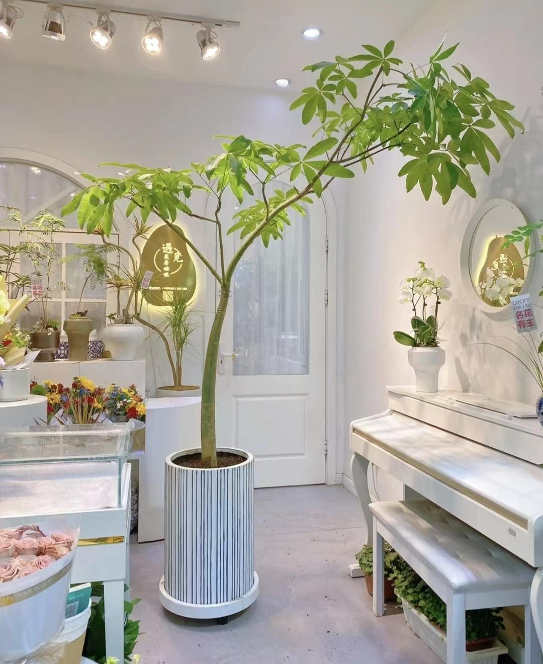 Người xưa nói: "Đặt 5 loại cây cảnh này trong nhà, gia đình hưng vượng, tài lộc dồi dào" - Ảnh 2.