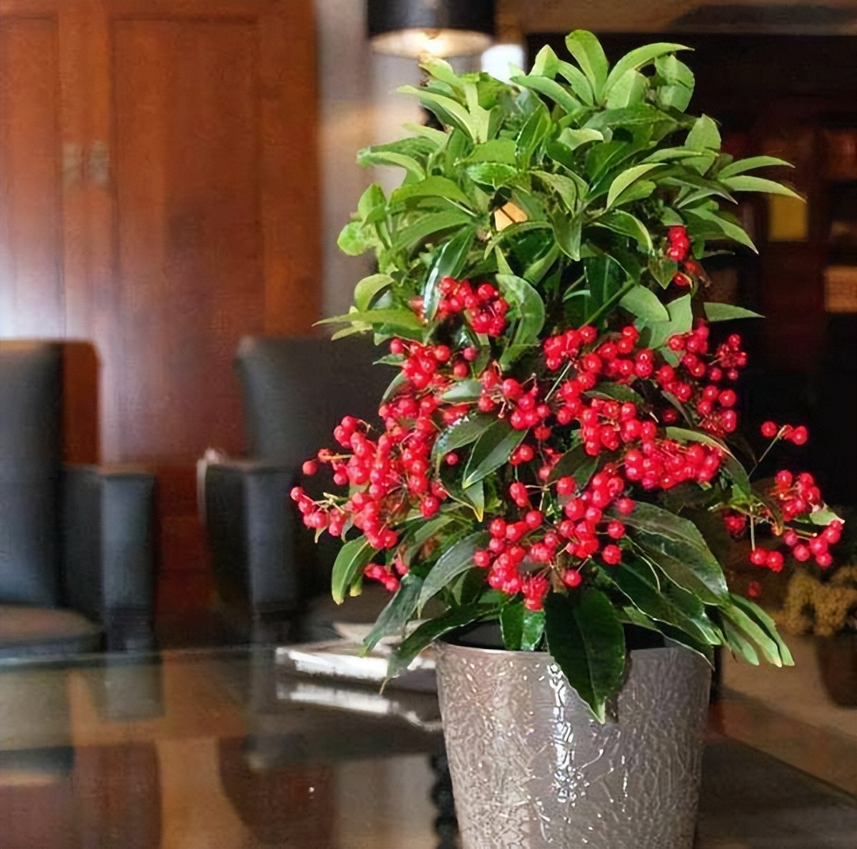 Người xưa nói: "Đặt 5 loại cây cảnh này trong nhà, gia đình hưng vượng, tài lộc dồi dào" - Ảnh 11.