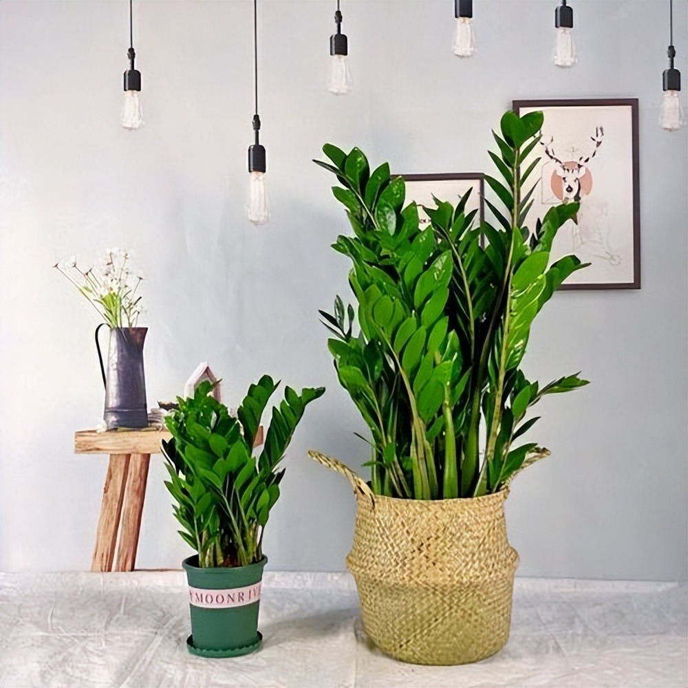 Người xưa nói: "Đặt 5 loại cây cảnh này trong nhà, gia đình hưng vượng, tài lộc dồi dào" - Ảnh 13.