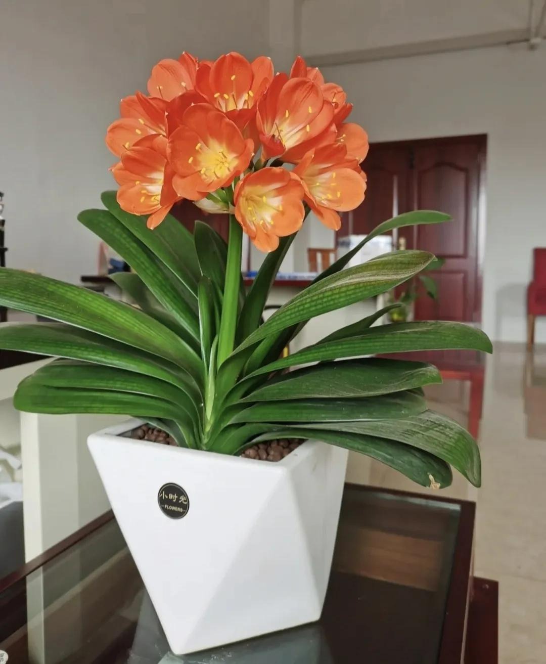 Người xưa nói: "Đặt 5 loại cây cảnh này trong nhà, gia đình hưng vượng, tài lộc dồi dào" - Ảnh 6.