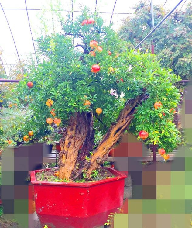 Người xưa nói: "Đặt 5 loại cây cảnh này trong nhà, gia đình hưng vượng, tài lộc dồi dào" - Ảnh 12.