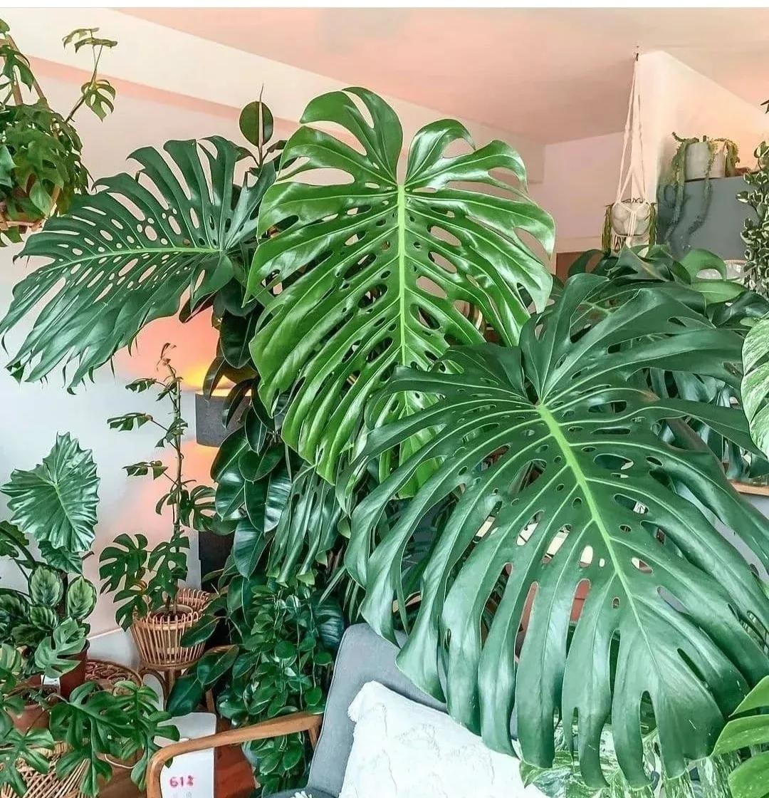 Người xưa nói: "Đặt 5 loại cây cảnh này trong nhà, gia đình hưng vượng, tài lộc dồi dào" - Ảnh 7.