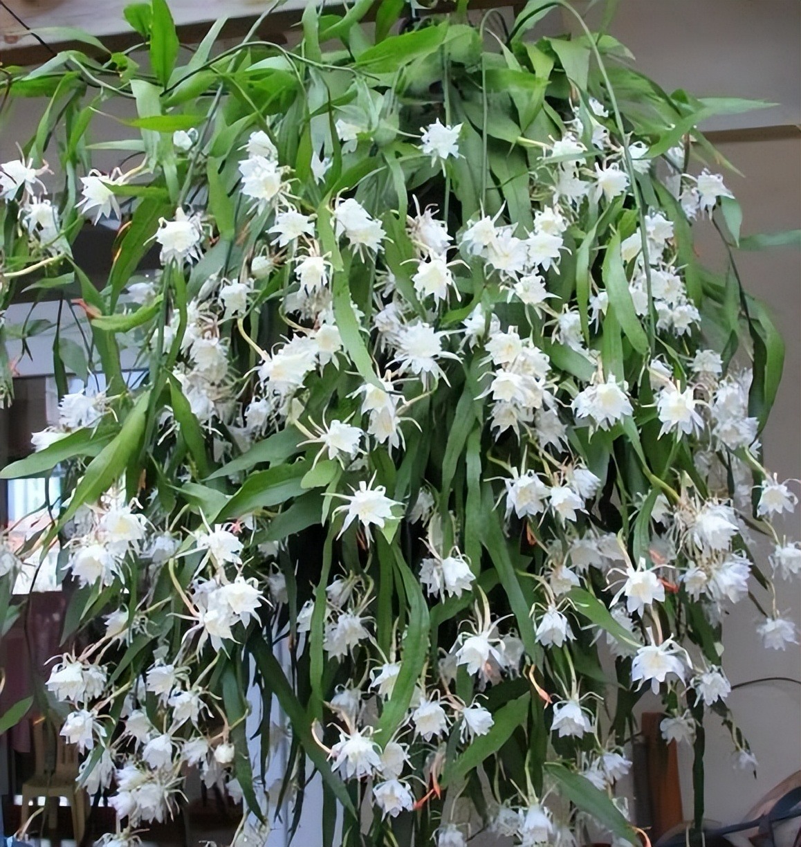 9 cây cảnh cực đẹp sợ nắng, thích hợp trồng ban công hướng Bắc, sang chảnh, rực rỡ - Ảnh 2.