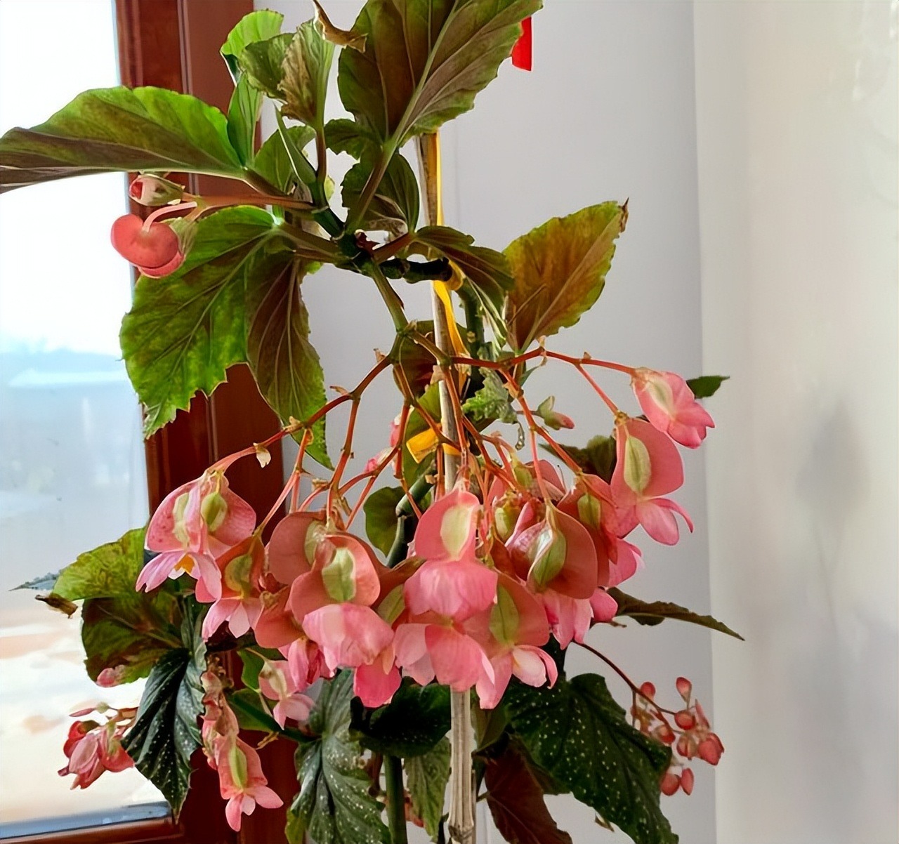 9 cây cảnh cực đẹp sợ nắng, thích hợp trồng ban công hướng Bắc, sang chảnh, rực rỡ - Ảnh 14.