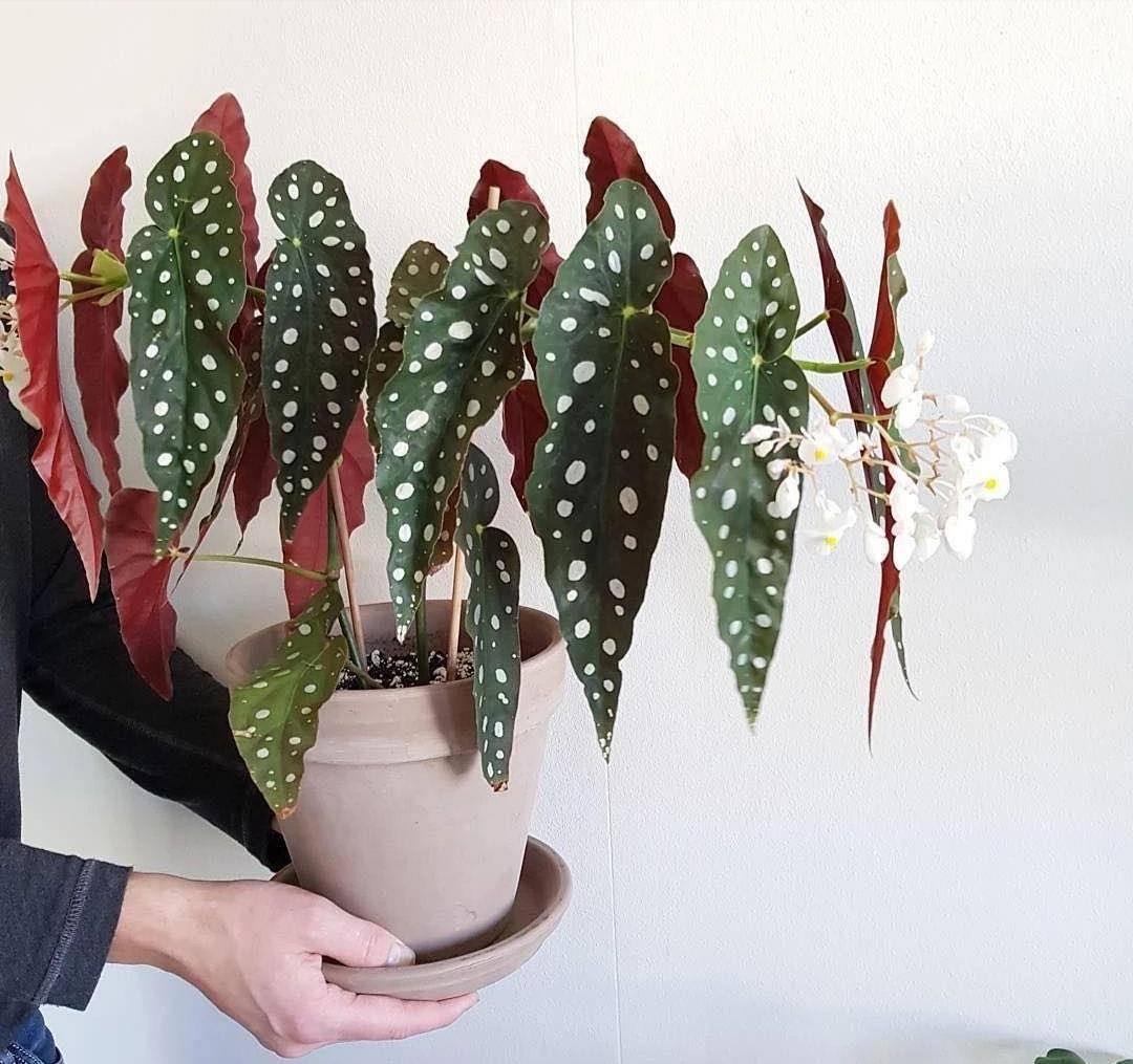 9 cây cảnh cực đẹp sợ nắng, thích hợp trồng ban công hướng Bắc, sang chảnh, rực rỡ - Ảnh 15.