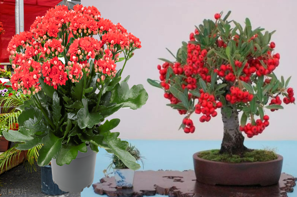 Đầu năm mới, trồng 6 cây cảnh tốt lành, rực rỡ trong nhà, tài lộc thịnh vượng, ai ai cũng thích - Ảnh 8.