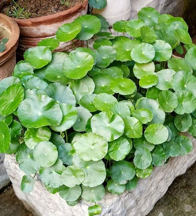 Đầu năm mới, trồng 6 cây cảnh tốt lành, rực rỡ trong nhà, tài lộc thịnh vượng, ai ai cũng thích - Ảnh 2.