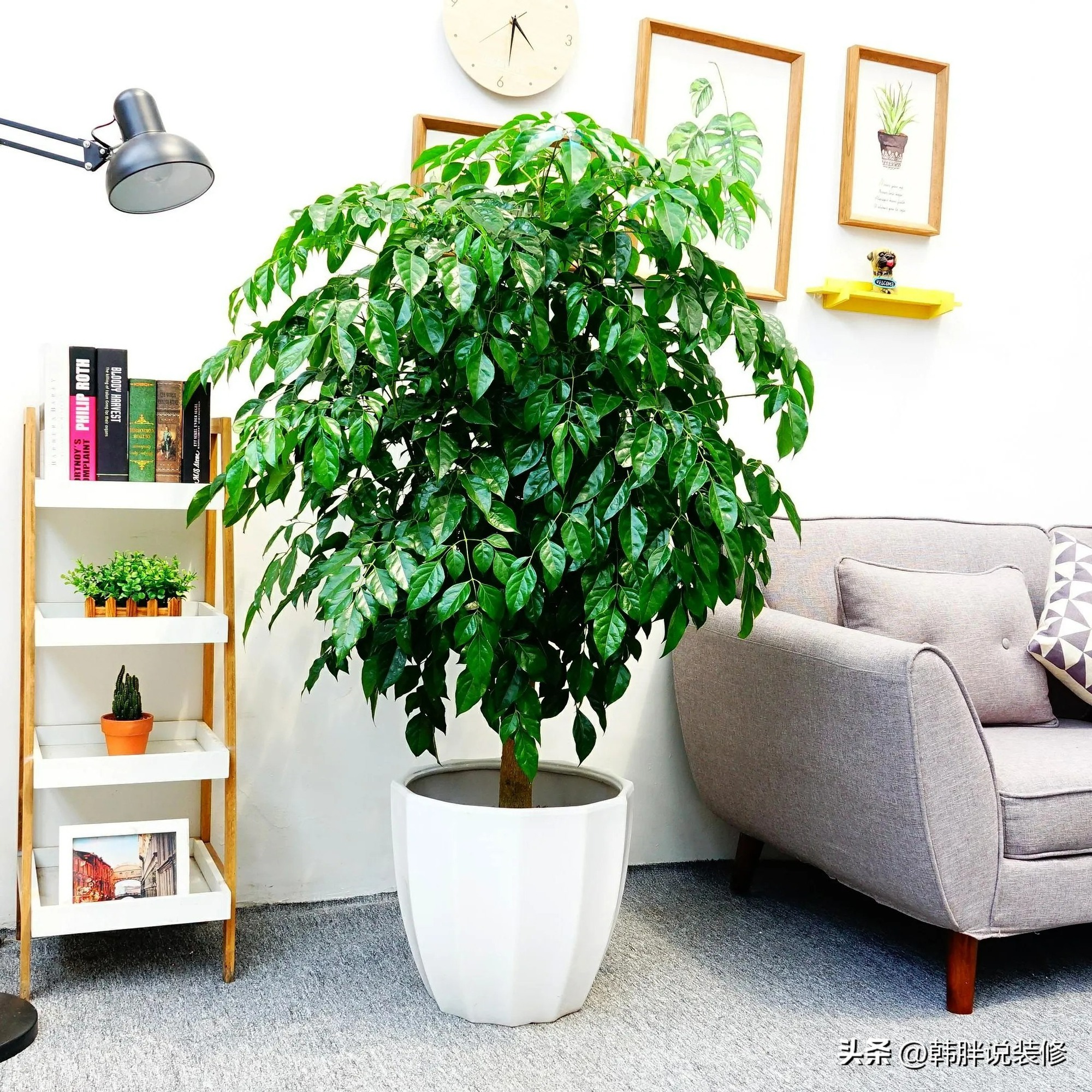 Đầu năm mới, trồng 6 cây cảnh tốt lành, rực rỡ trong nhà, tài lộc thịnh vượng, ai ai cũng thích - Ảnh 4.