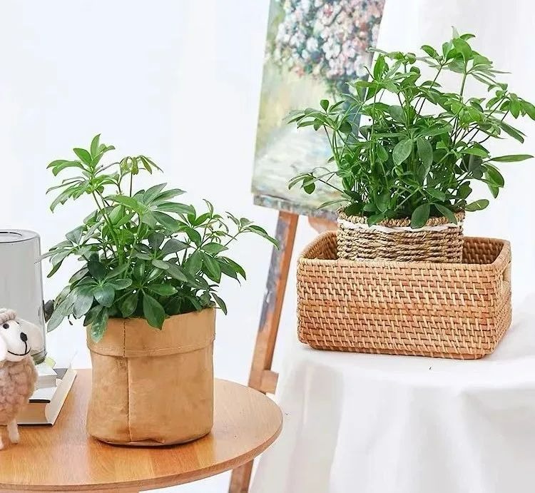 Đầu năm mới, trồng 6 cây cảnh tốt lành, rực rỡ trong nhà, tài lộc thịnh vượng, ai ai cũng thích - Ảnh 5.