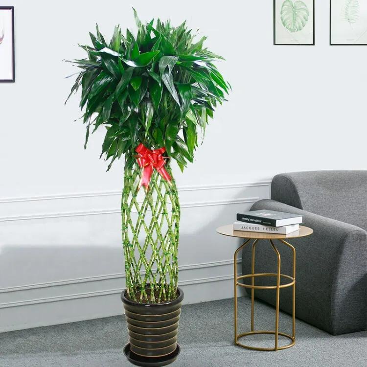 Đầu năm mới, trồng 6 cây cảnh tốt lành, rực rỡ trong nhà, tài lộc thịnh vượng, ai ai cũng thích - Ảnh 7.