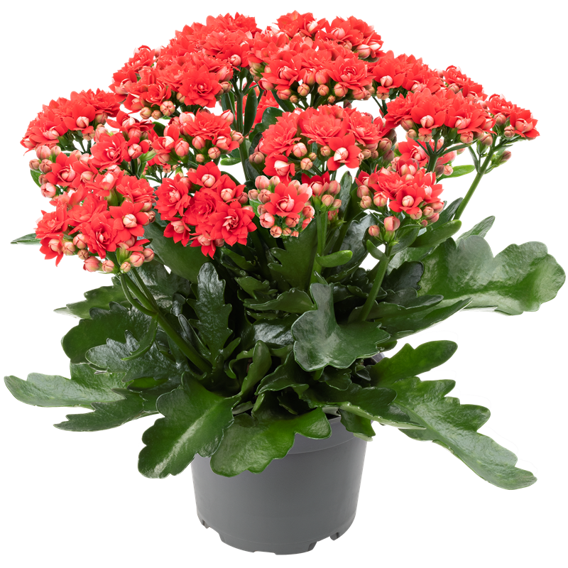 Đầu năm mới, trồng 6 cây cảnh tốt lành, rực rỡ trong nhà, tài lộc thịnh vượng, ai ai cũng thích - Ảnh 6.