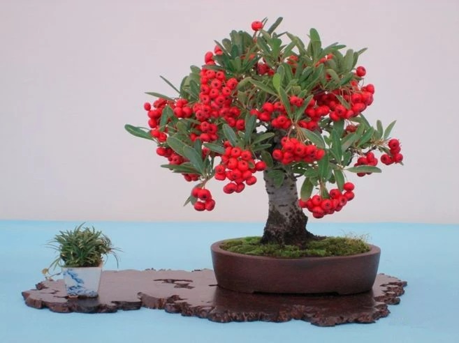 Đầu năm mới, trồng 6 cây cảnh tốt lành, rực rỡ trong nhà, tài lộc thịnh vượng, ai ai cũng thích - Ảnh 3.