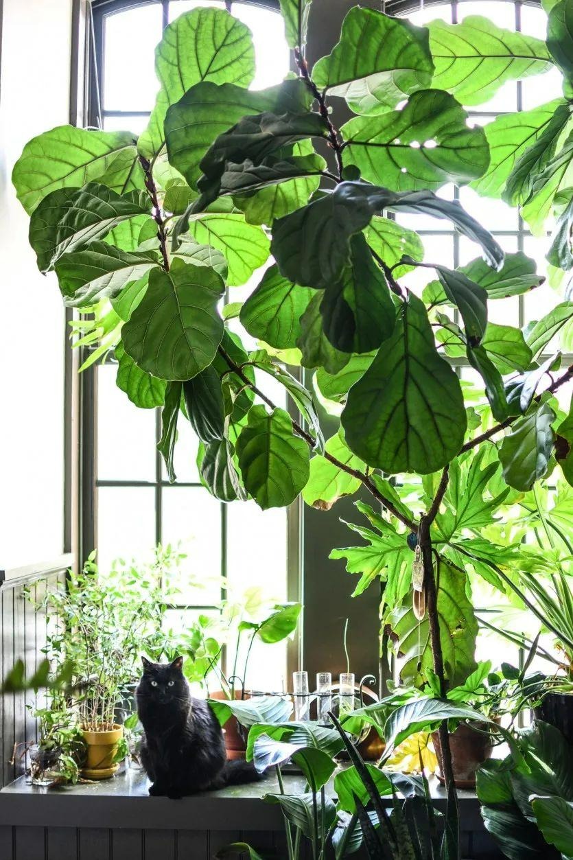 7 cây cảnh lá to, độc đáo, biến nhà thành "rừng rậm nhiệt đới", không khí trong lành, thanh mát - Ảnh 1.