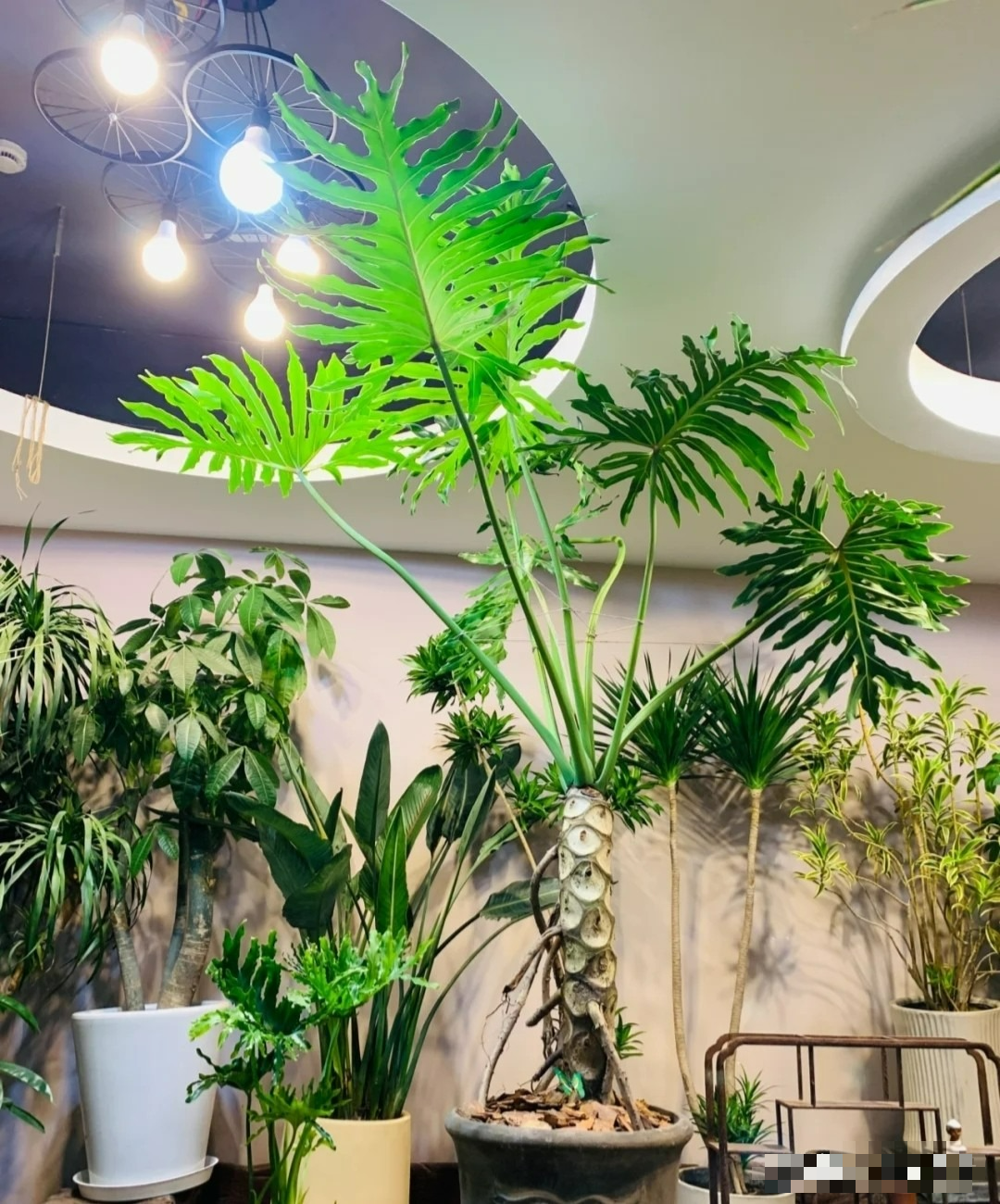 7 cây cảnh lá to, độc đáo, biến nhà thành "rừng rậm nhiệt đới", không khí trong lành, thanh mát - Ảnh 5.