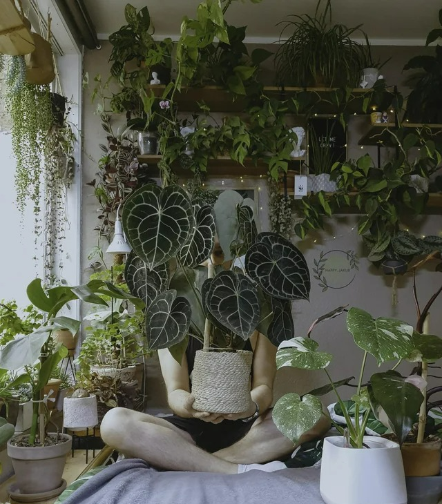 7 cây cảnh lá to, độc đáo, biến nhà thành "rừng rậm nhiệt đới", không khí trong lành, thanh mát - Ảnh 7.