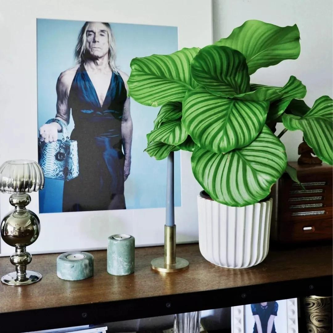 7 cây cảnh lá to, độc đáo, biến nhà thành "rừng rậm nhiệt đới", không khí trong lành, thanh mát - Ảnh 3.