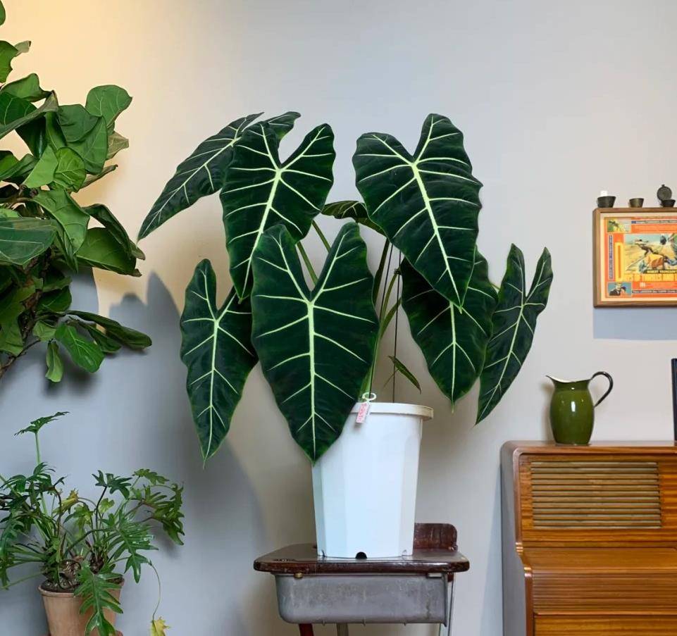 7 cây cảnh lá to, độc đáo, biến nhà thành "rừng rậm nhiệt đới", không khí trong lành, thanh mát - Ảnh 4.