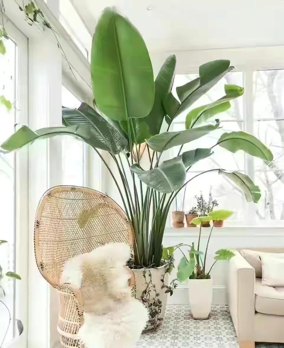 7 cây cảnh lá to, độc đáo, biến nhà thành "rừng rậm nhiệt đới", không khí trong lành, thanh mát - Ảnh 6.