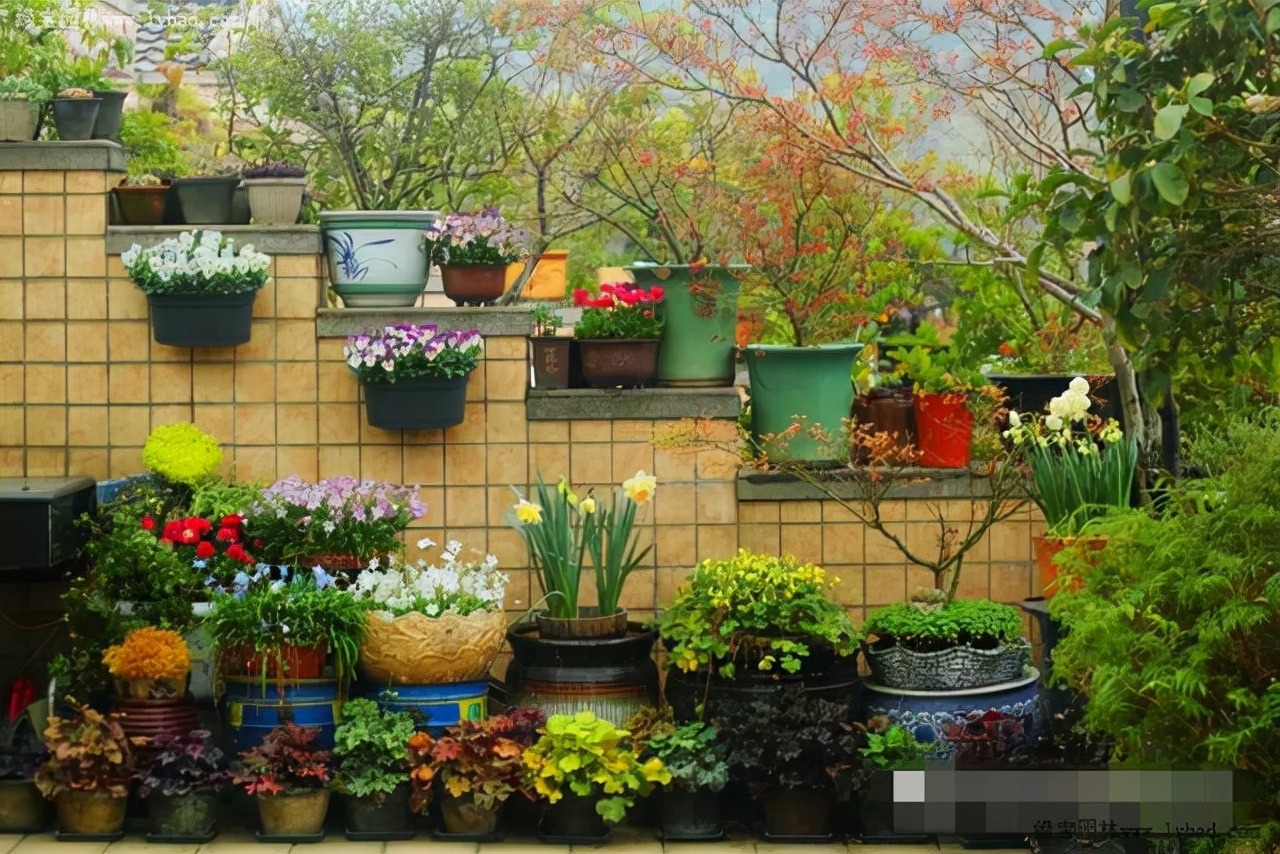 Trồng cây cảnh ra hoa, nhớ "2 không, 2 cần" để thúc hoa bung nở mạnh mẽ - Ảnh 6. Trồng cây cảnh ra hoa, nhớ "2 không, 2 cần" để thúc hoa bung nở mạnh mẽ - Ảnh 6.
