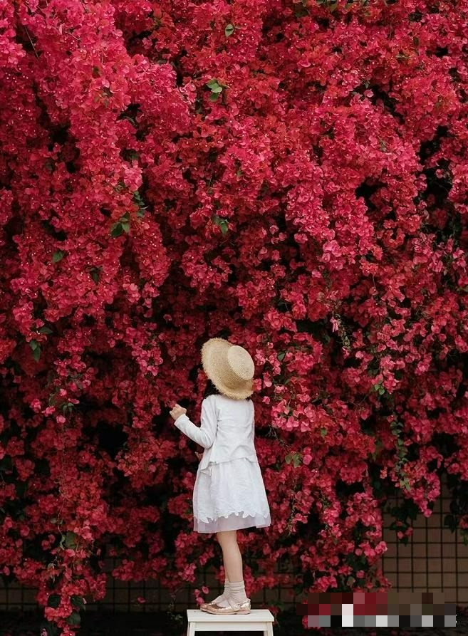 Trồng 5 cây cảnh trong sân, hoa nở như "thác đổ", thơm ngất ngây khiến nhiều người ngơ ngẩn - Ảnh 6.