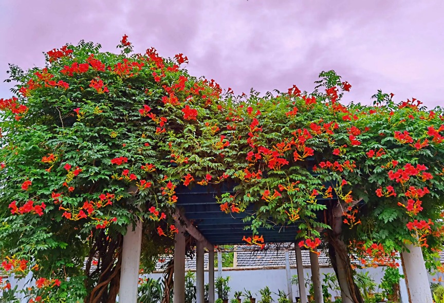 Trồng 5 cây cảnh trong sân, hoa nở như "thác đổ", thơm ngất ngây khiến nhiều người ngơ ngẩn - Ảnh 12.