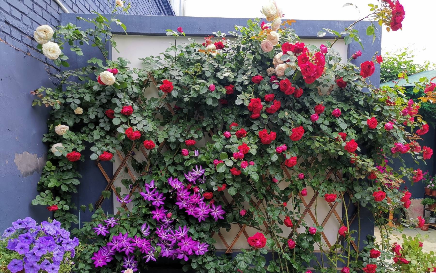 Trồng 5 cây cảnh trong sân, hoa nở như "thác đổ", thơm ngất ngây khiến nhiều người ngơ ngẩn - Ảnh 9.