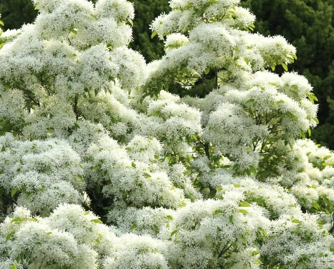 Trồng 5 cây cảnh trong sân, hoa nở như "thác đổ", thơm ngất ngây khiến nhiều người ngơ ngẩn - Ảnh 3.