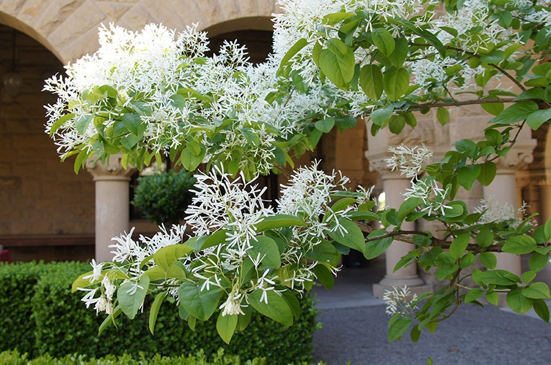 Trồng 5 cây cảnh trong sân, hoa nở như "thác đổ", thơm ngất ngây khiến nhiều người ngơ ngẩn - Ảnh 2.