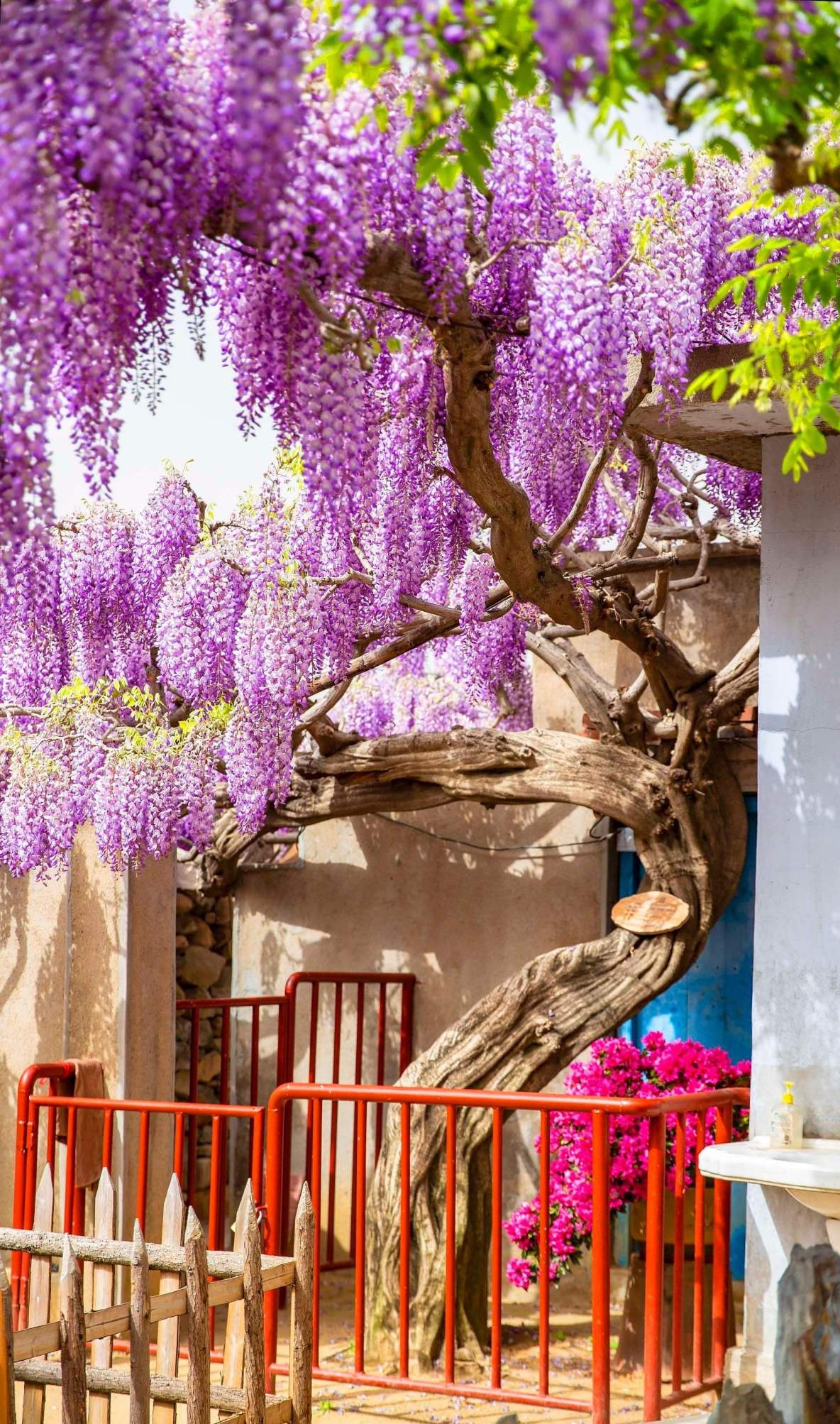 Trồng 5 cây cảnh trong sân, hoa nở như "thác đổ", thơm ngất ngây khiến nhiều người ngơ ngẩn - Ảnh 7.