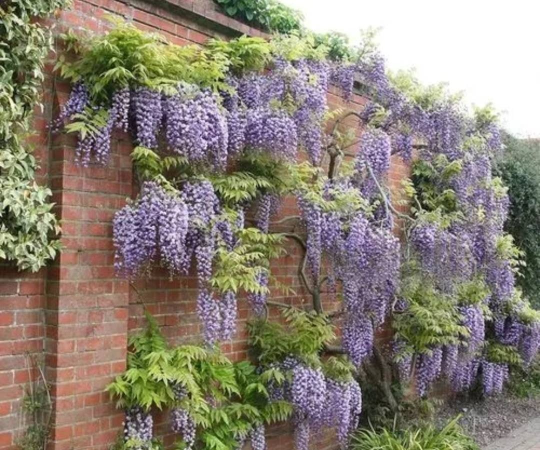 Trồng 5 cây cảnh trong sân, hoa nở như "thác đổ", thơm ngất ngây khiến nhiều người ngơ ngẩn - Ảnh 8.