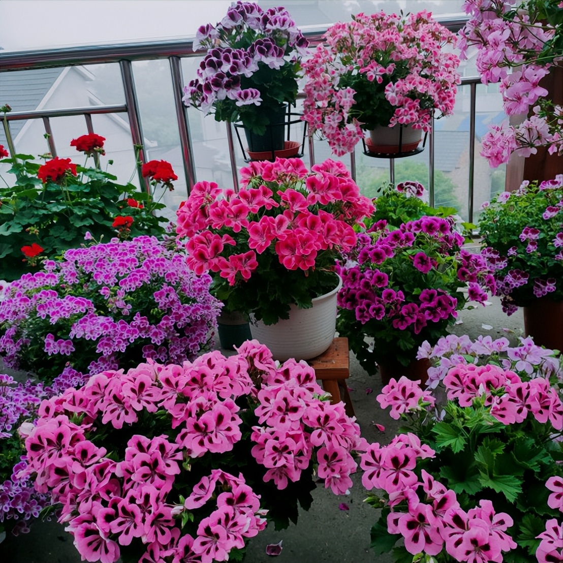 Cắm đũa vào chậu cây cảnh giải quyết 5 vấn đề lớn trong trông hoa, người "tay mới" thường không biết - Ảnh 3.