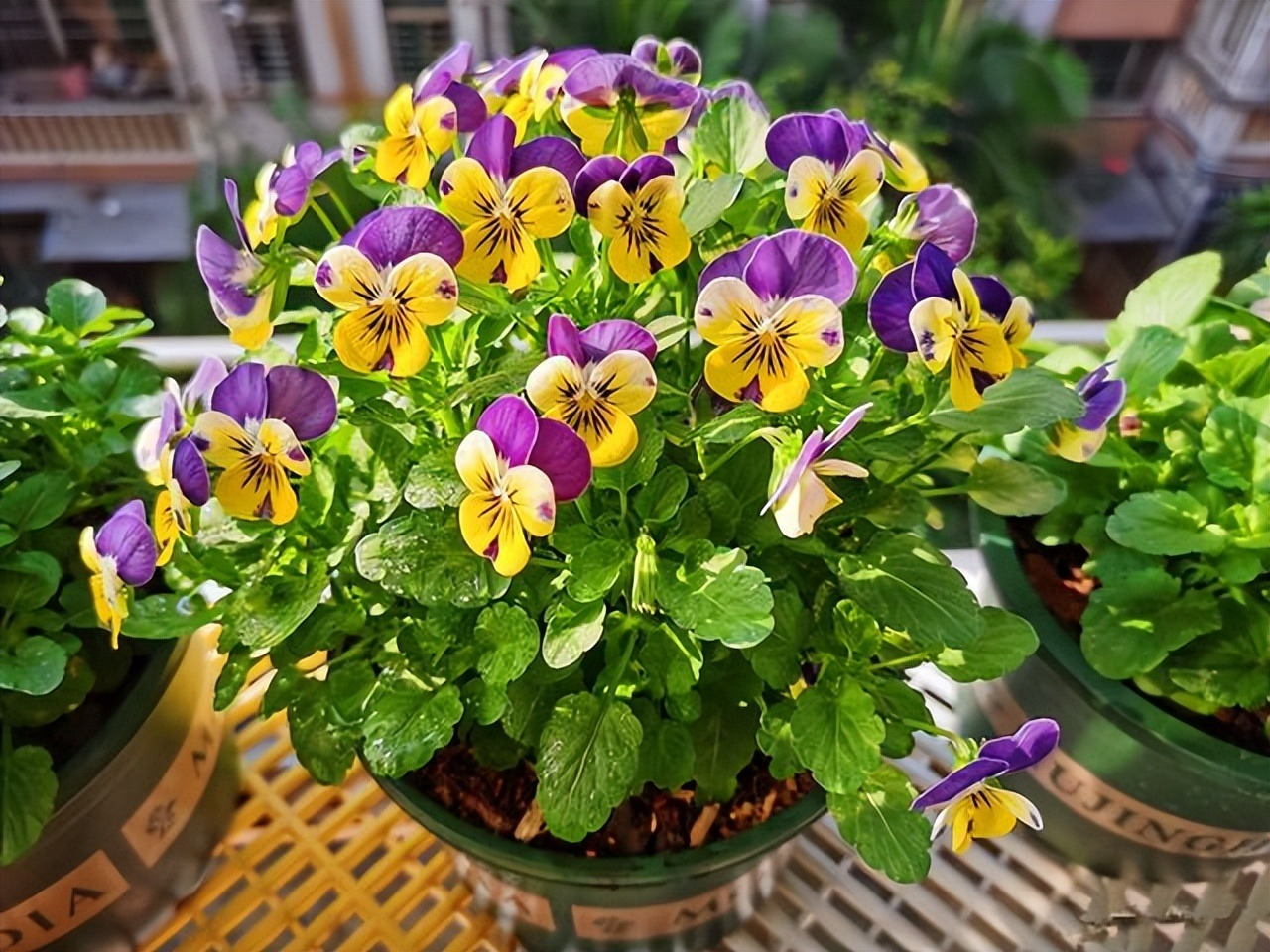 Cắm đũa vào chậu cây cảnh giải quyết 5 vấn đề lớn trong trông hoa, người "tay mới" thường không biết - Ảnh 5.