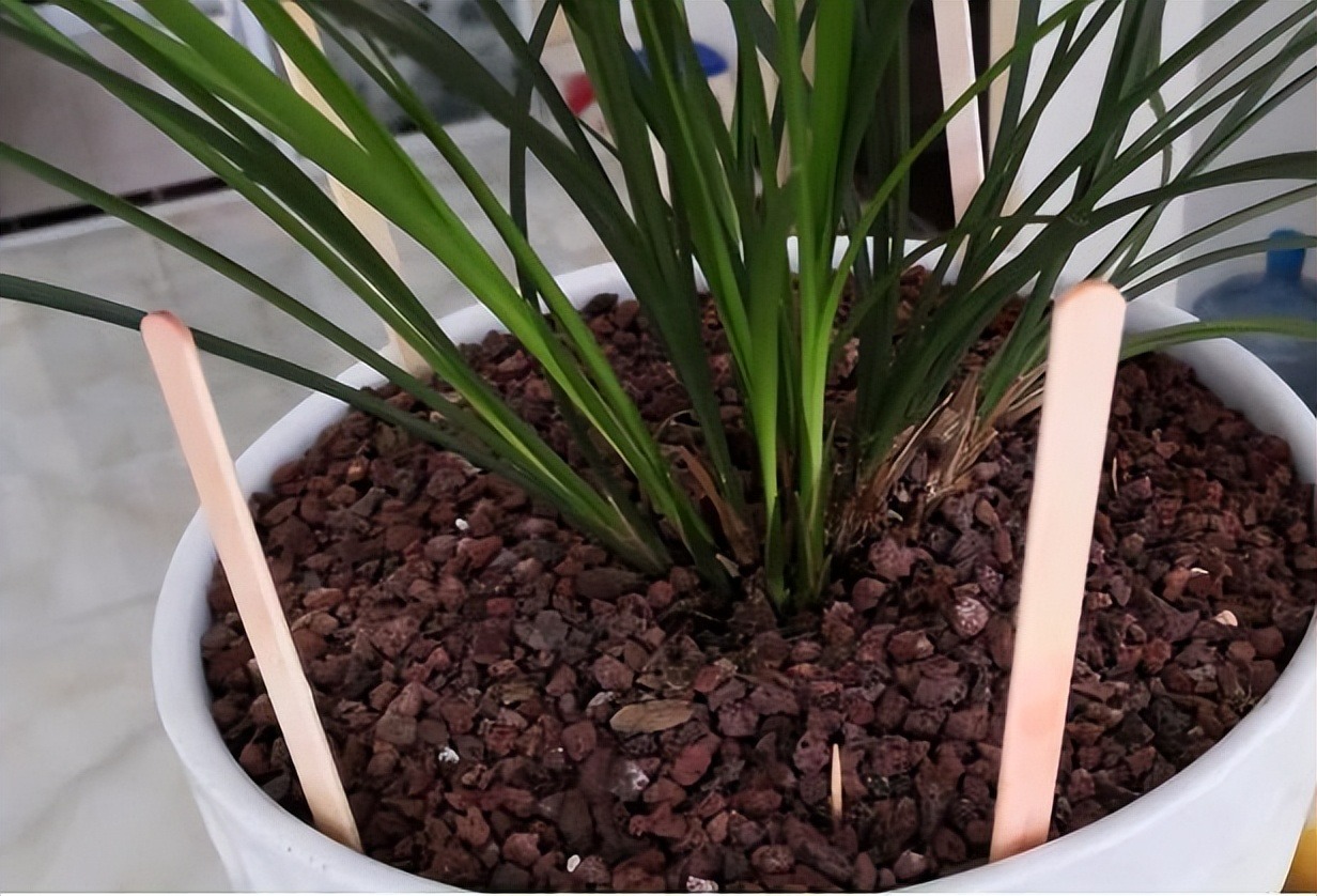 Cắm đũa vào chậu cây cảnh giải quyết 5 vấn đề lớn trong trông hoa, người "tay mới" thường không biết - Ảnh 2.