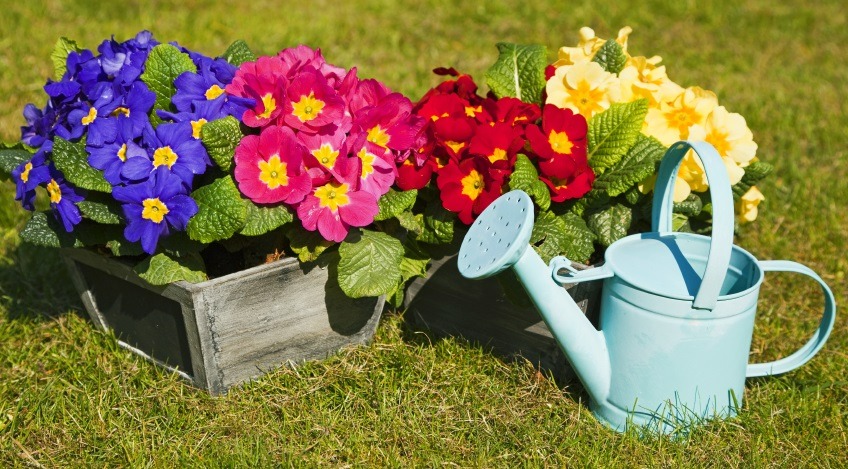 Cắm đũa vào chậu cây cảnh giải quyết 5 vấn đề lớn trong trông hoa, người "tay mới" thường không biết - Ảnh 1.