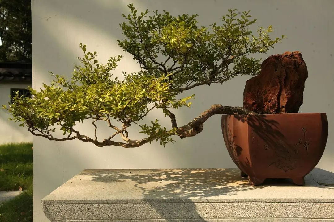 Người xưa dặn: "Trong nhà trồng ngũ hoa, hoa cười người vượng" - Ảnh 5. Người xưa dặn: "Trong nhà trồng ngũ hoa, hoa cười người vượng" - Ảnh 5.