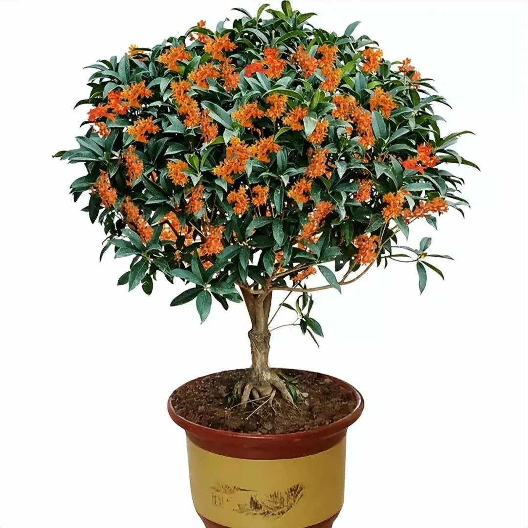 Người xưa dặn: "Trong nhà trồng ngũ hoa, hoa cười người vượng" - Ảnh 1. Người xưa dặn: "Trong nhà trồng ngũ hoa, hoa cười người vượng" - Ảnh 1.