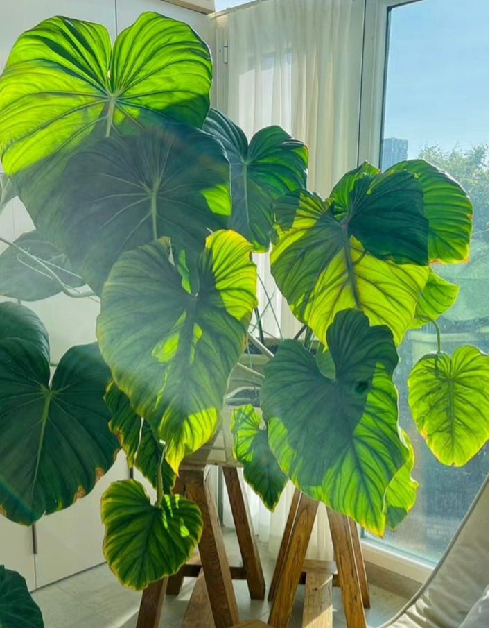 Cây cảnh lá rực rỡ, bày ở phòng khách tràn ngập khí chế, liếc mắt đã mê, càng ngắm càng phê - Ảnh 1.