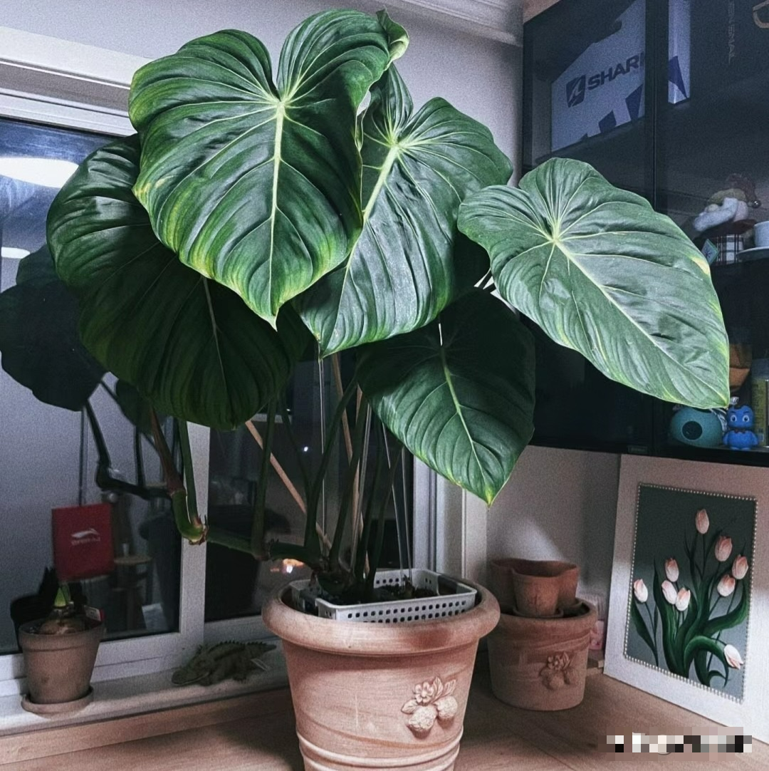 Cây cảnh lá rực rỡ, bày ở phòng khách tràn ngập khí chế, liếc mắt đã mê, càng ngắm càng phê - Ảnh 3.