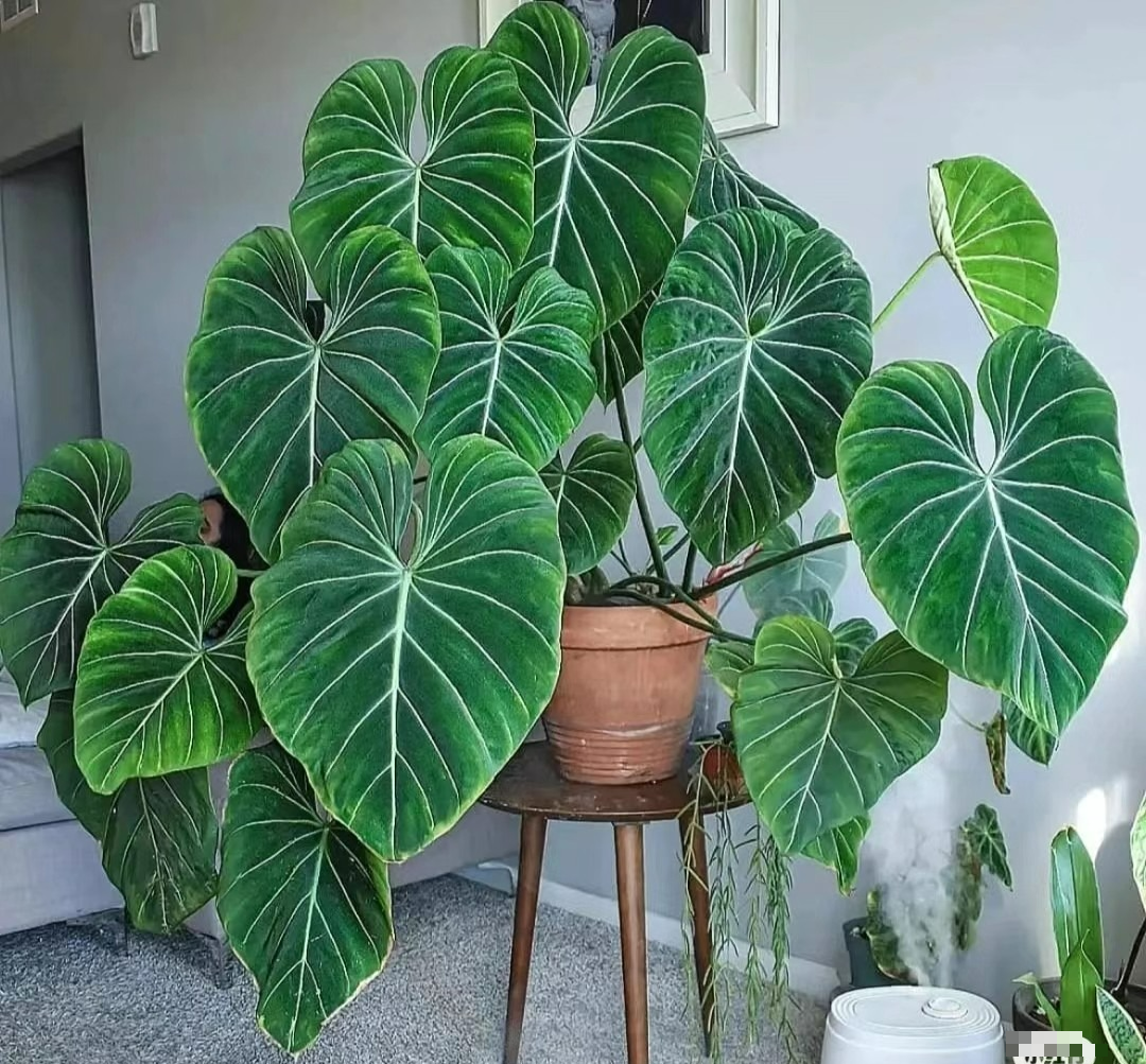 Cây cảnh lá rực rỡ, bày ở phòng khách tràn ngập khí chế, liếc mắt đã mê, càng ngắm càng phê - Ảnh 5.