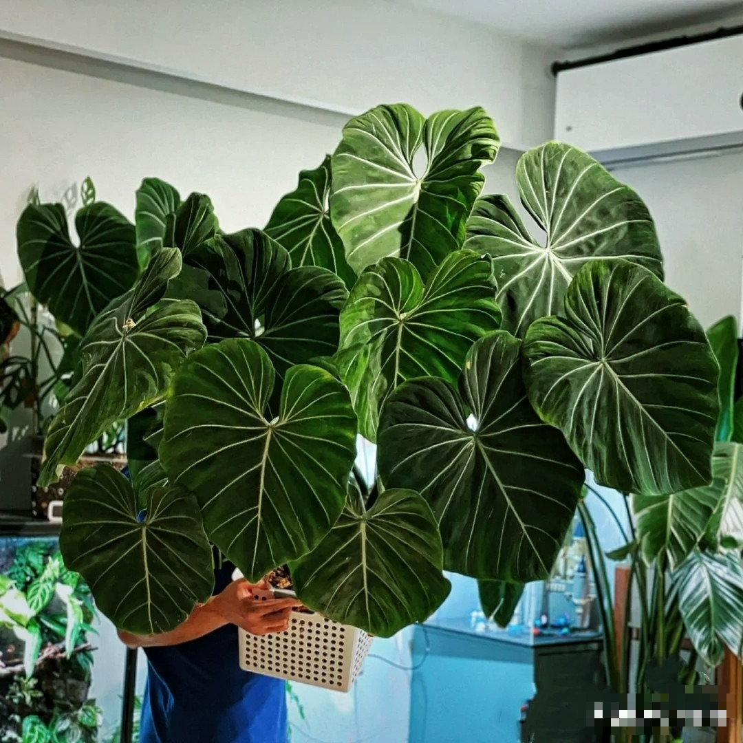 Cây cảnh lá rực rỡ, bày ở phòng khách tràn ngập khí chế, liếc mắt đã mê, càng ngắm càng phê - Ảnh 9.