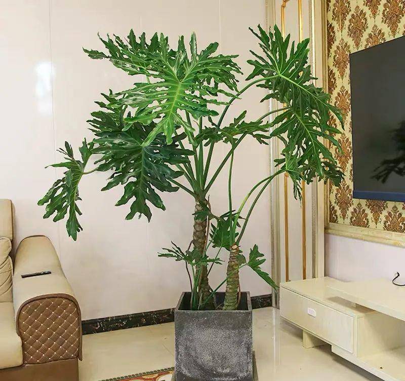 Cây cảnh lá rực rỡ, bày ở phòng khách tràn ngập khí chế, liếc mắt đã mê, càng ngắm càng phê - Ảnh 7.