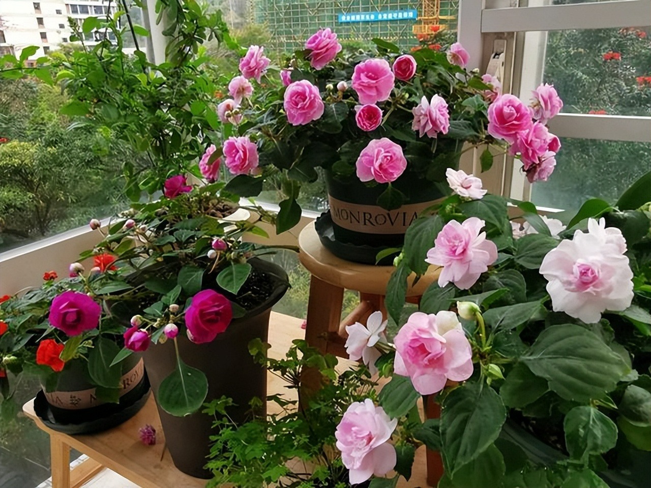 5 cây cảnh nếu không đổi "nhà mới" sẽ thành kẻ phá phách, ăn sạch đất, bóp vỡ chậu - Ảnh 1.